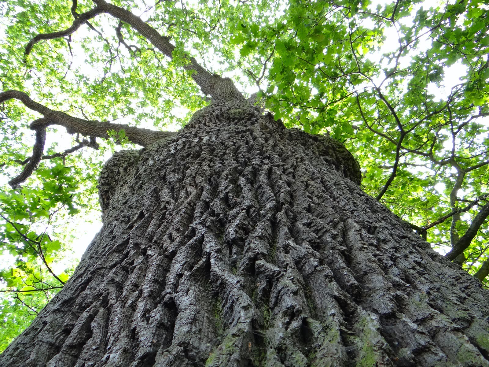 Tronco de árvore visto de baixo, com a copa verde ao fundo